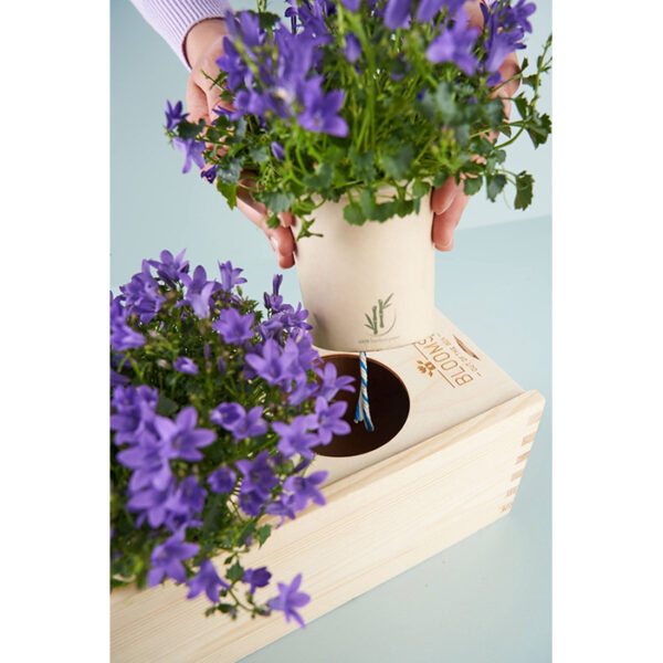 Blooms out of the Box Blooms & Bees - Afbeelding 2