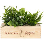 Blooms out of the Box L 'Je bent een topper