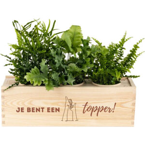 Blooms out of the Box L 'Je bent een topper
