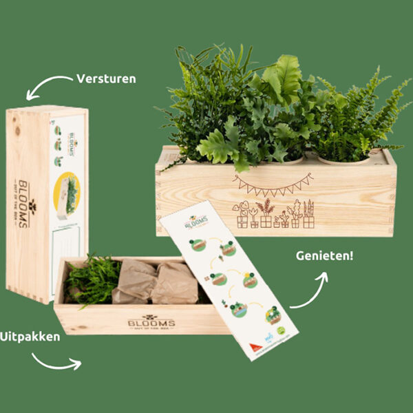 Blooms out of the Box L 'Je bent een topper - Afbeelding 3