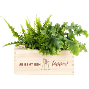 Blooms out of the Box M 'Je bent een topper